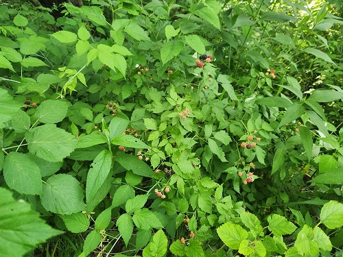 More raspberries 3.jpg